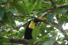 Image of Chestnut-mandibled Toucan