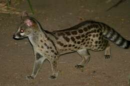 Image of Blotched Genet