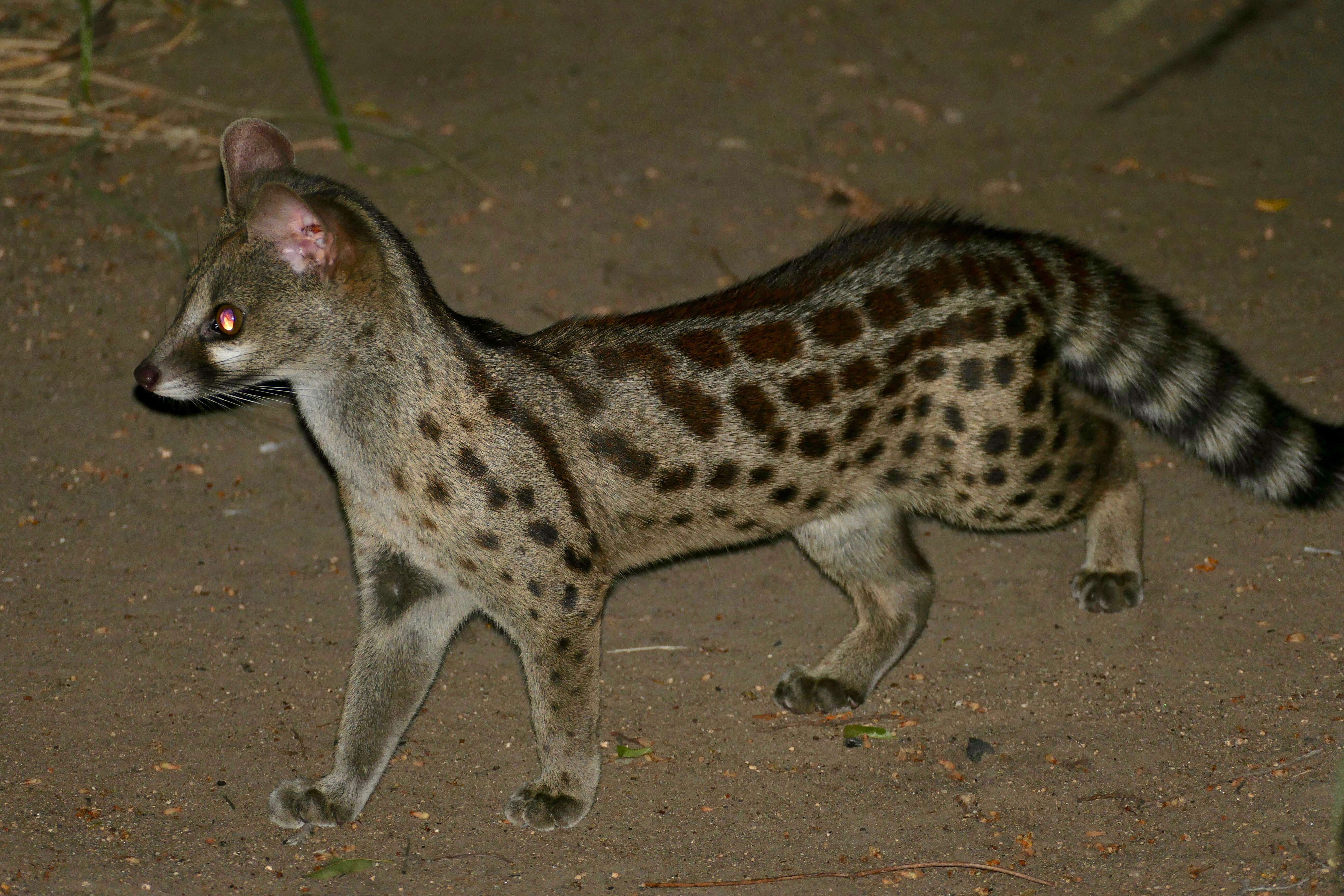 Image of Blotched Genet