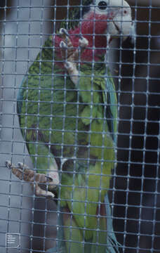 Image of Bahamas Parrot