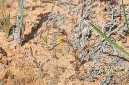 Image of Little Red-Stem Monkey-Flower