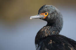 صورة Phalacrocorax magellanicus (Gmelin & JF 1789)