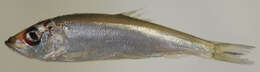 Image of Atlantic Herring