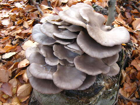 Image of Pleurotus ostreatus (Jacq.) P. Kumm. 1871