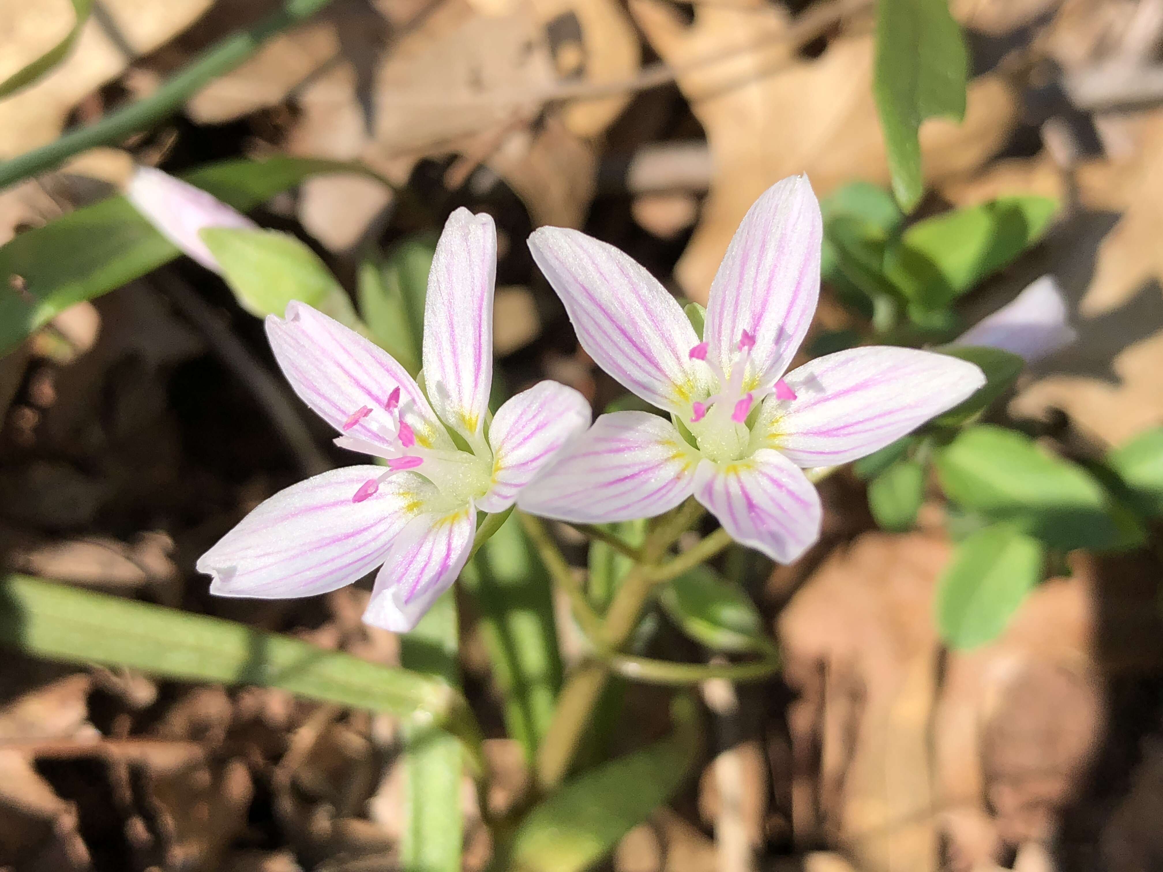 Image of Virginia springbeauty