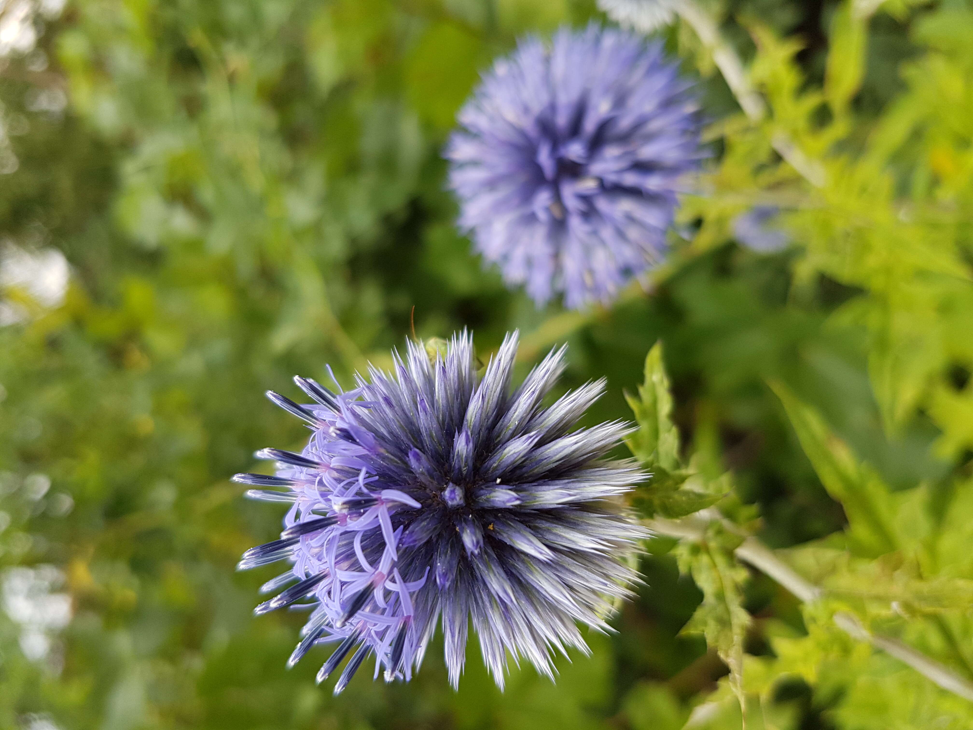 Image of Echinops bannaticus Rochel ex Schrad.