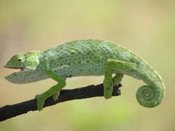 Image of Senegal Chameleon