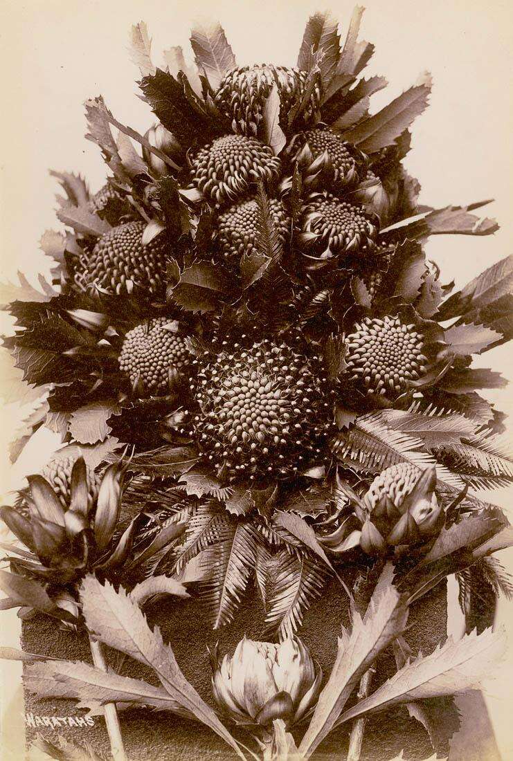 Image of Waratah