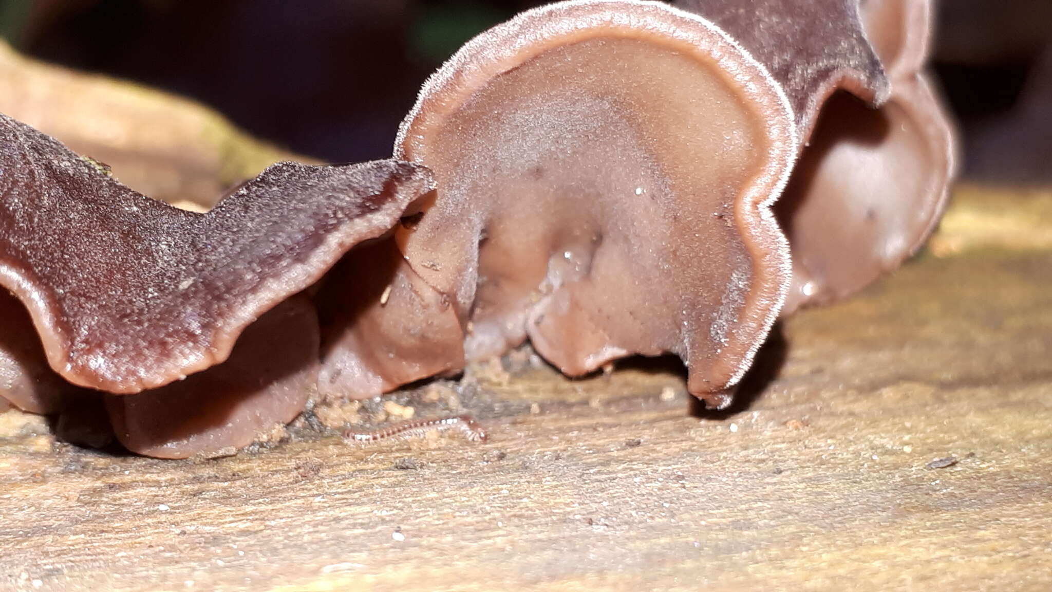 Image of ear fungus