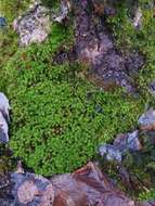 Image of great hairy screw-moss