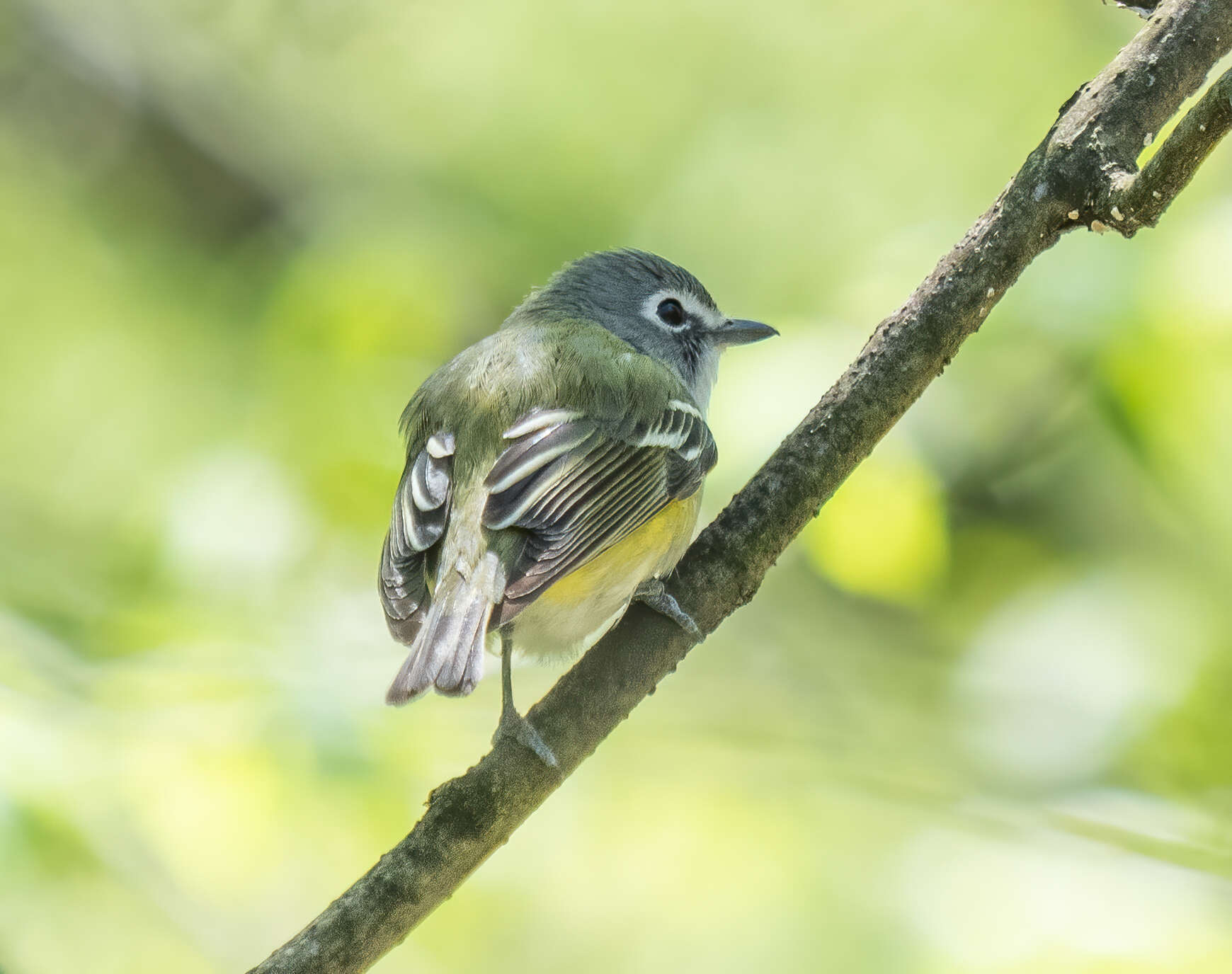 Image of Blue-headed Vireo