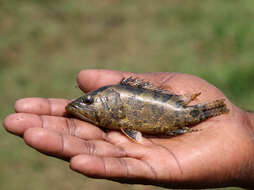 Image of leaffishes