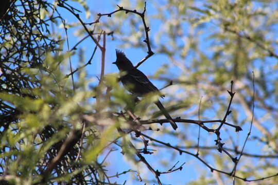 Image of Phainopepla Baird & SF 1858