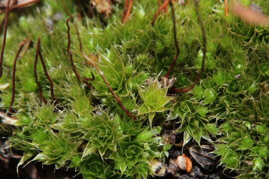 Image of dry calcareous bryum moss