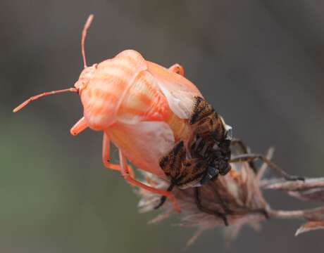 Image of <i>Graphosoma italicum</i>