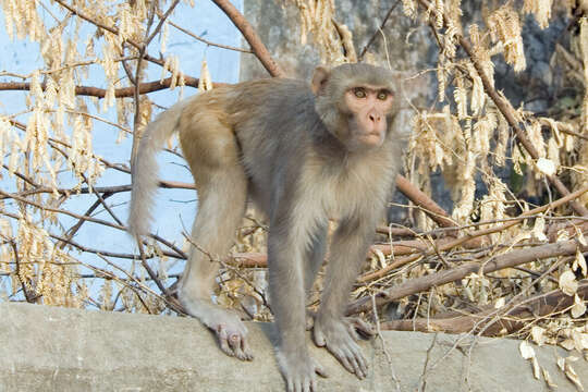 Image of Rhesus Monkey