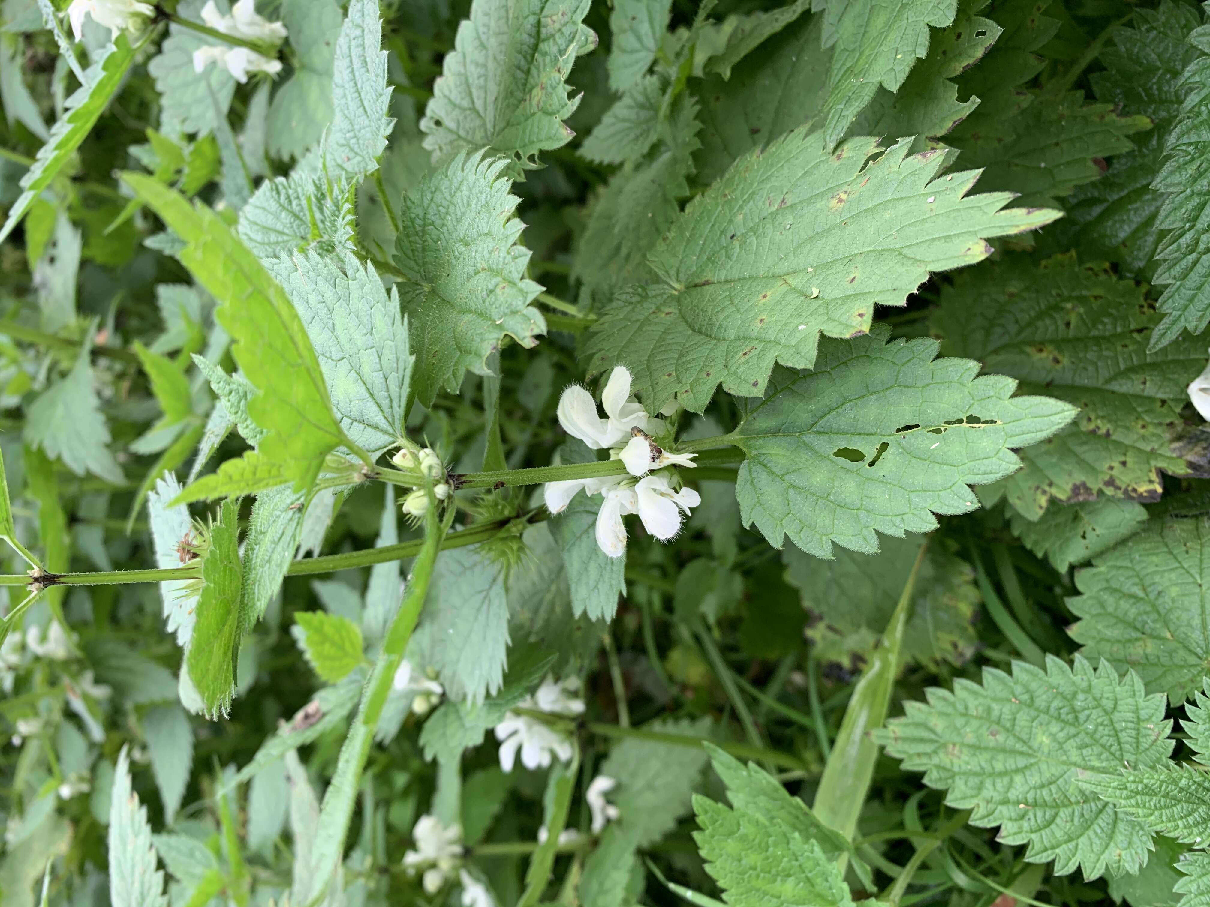 Image of white deadnettle