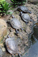 Image of slider turtle, red-eared terrapin, red-eared slider