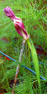 Image of Mexican Shellflower