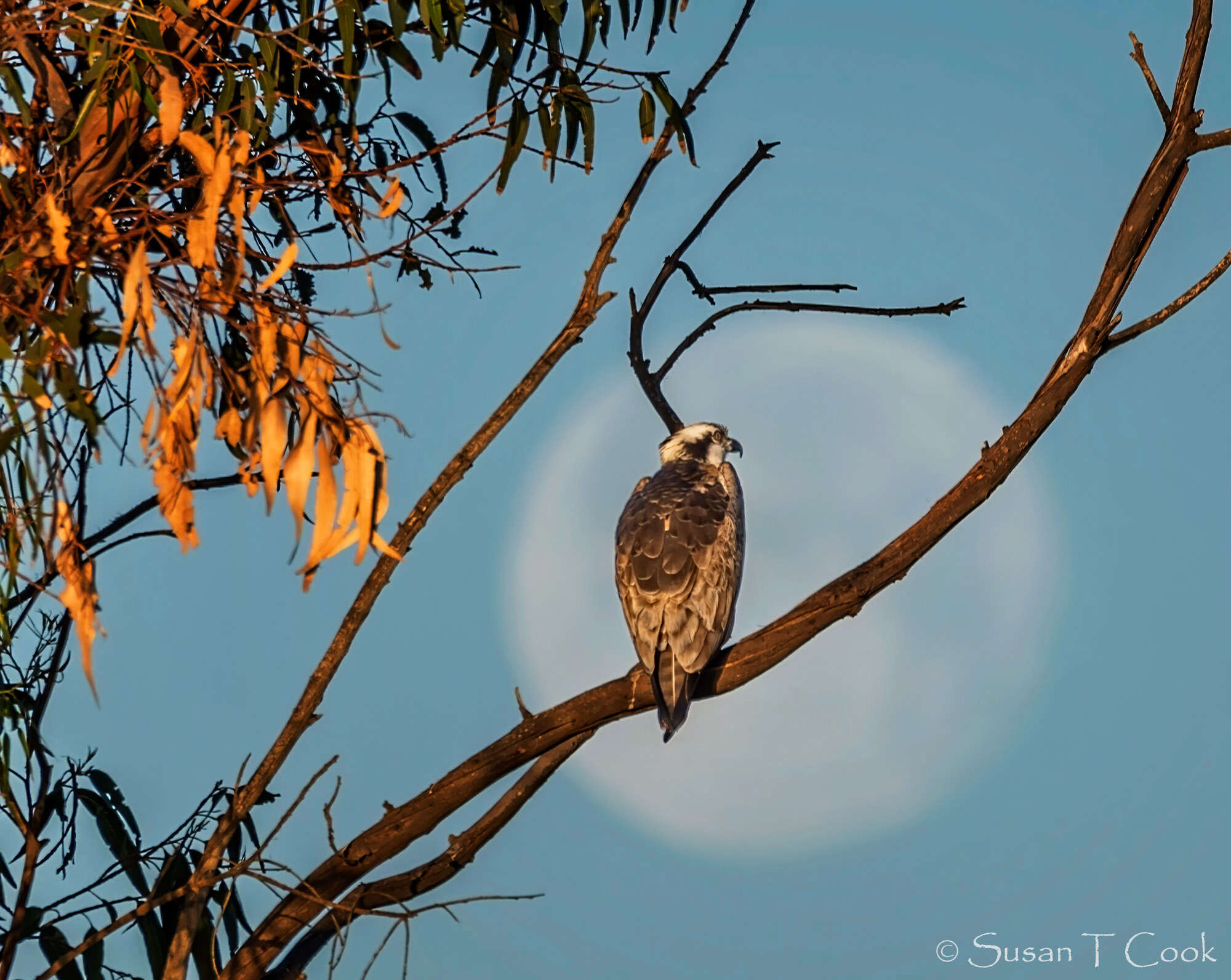 Image of ospreys