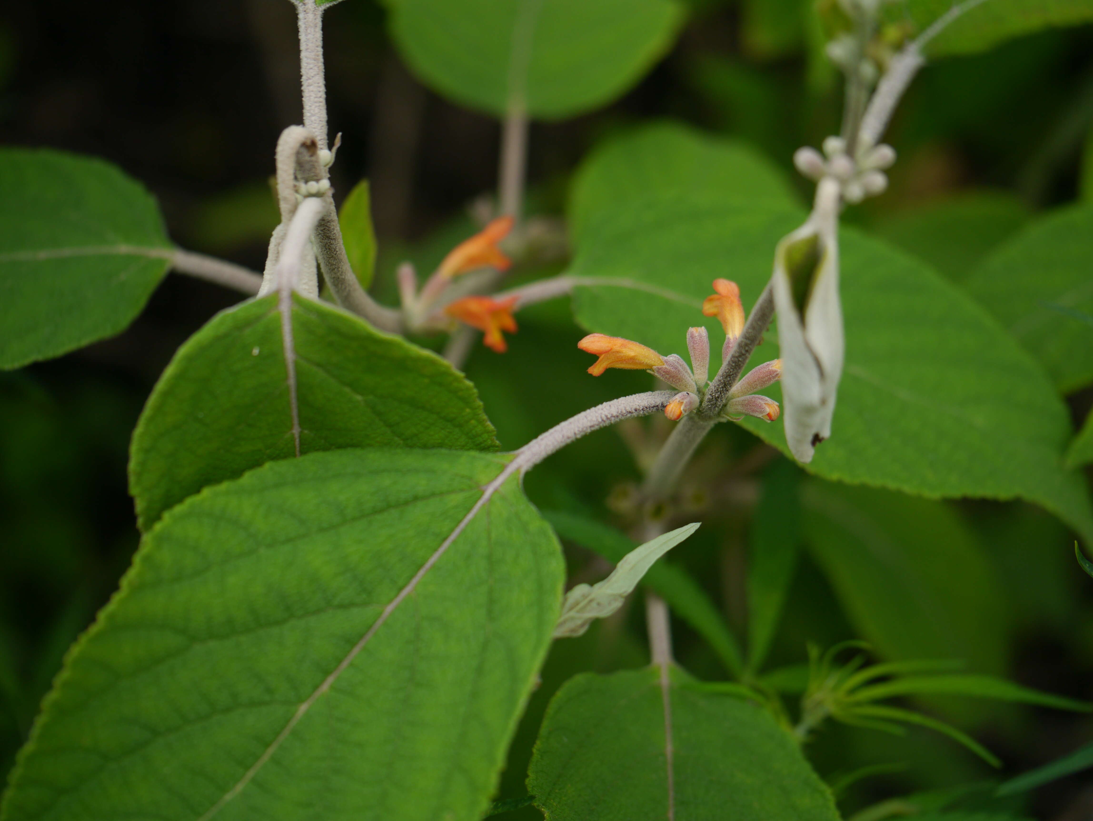 Image of Colquhounia coccinea Wall.