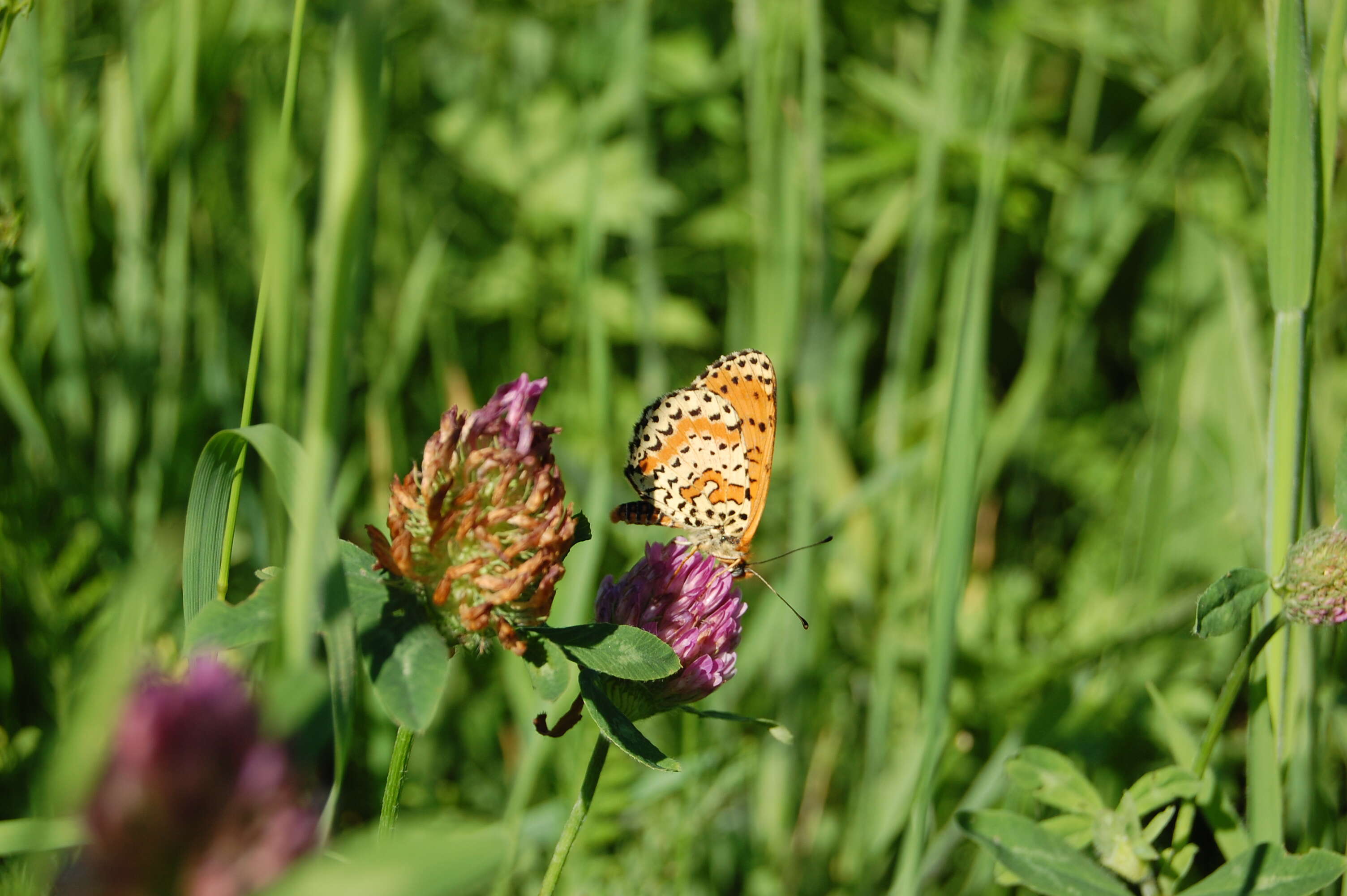 Image of Red-Band Fritillary