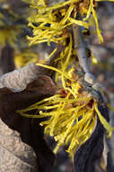 Imagem de Hamamelis mollis Oliv.