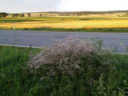 Image de Gypsophila paniculata L.