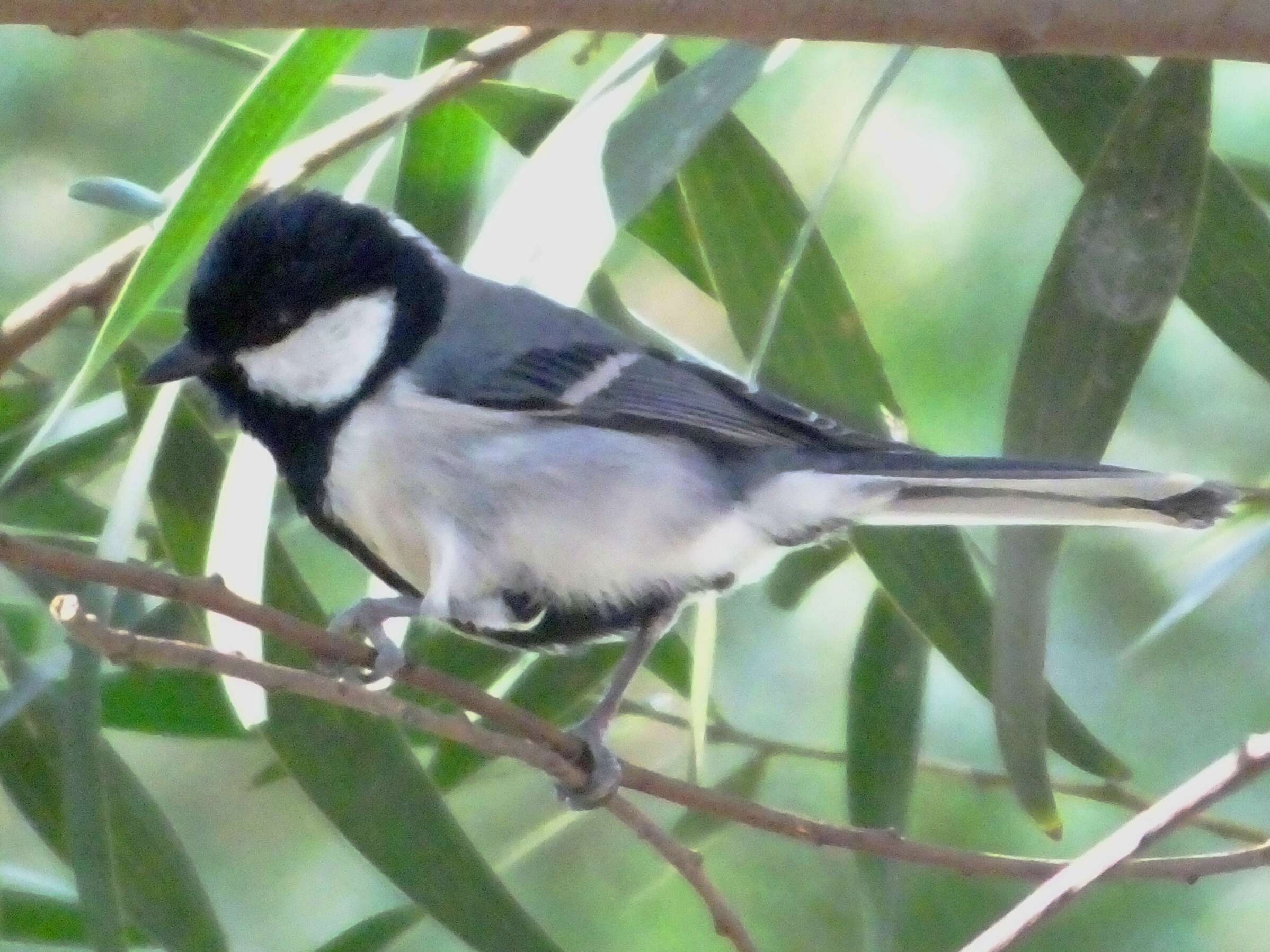 Image of Japanese Tit