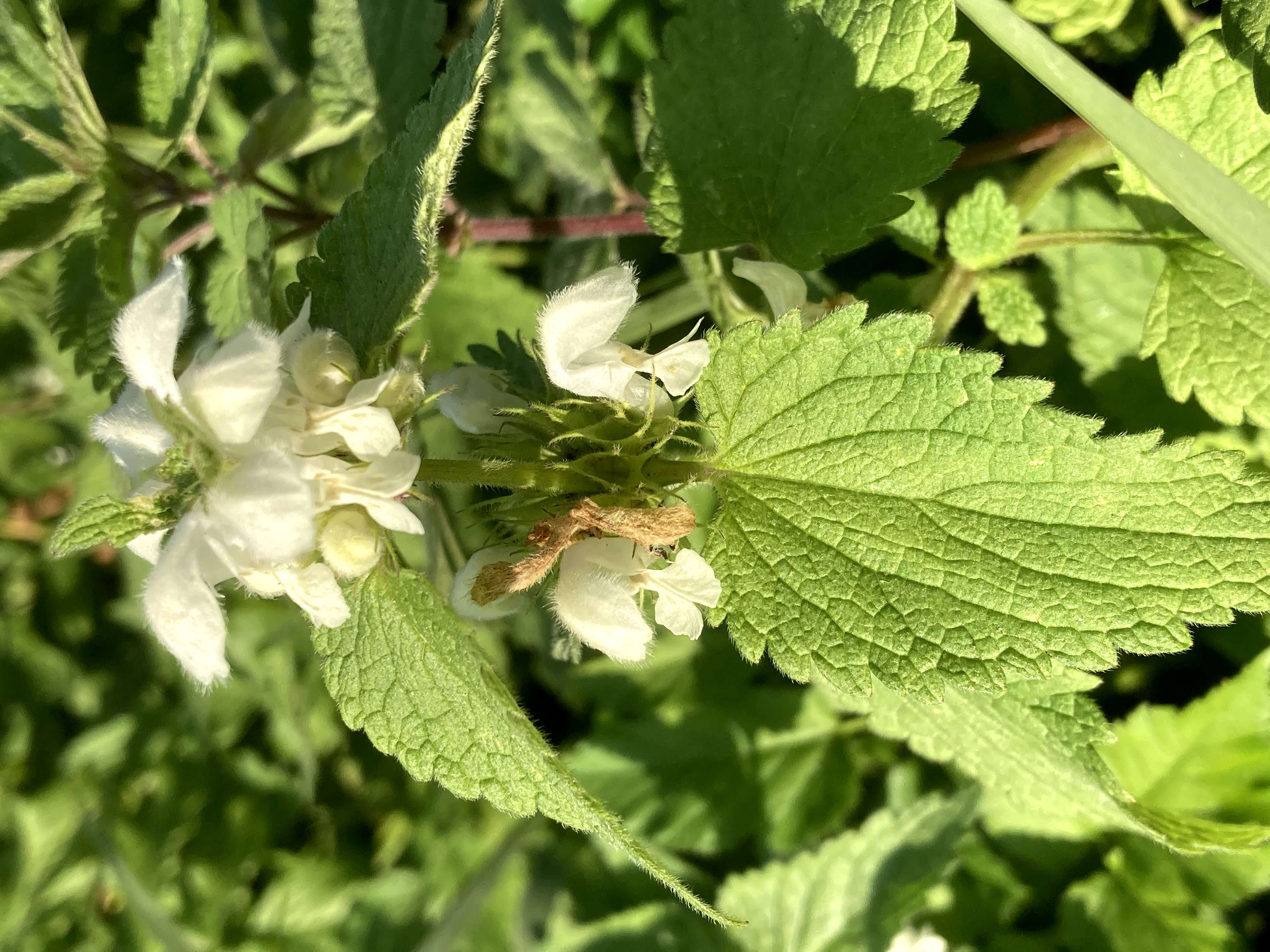 Image of white deadnettle