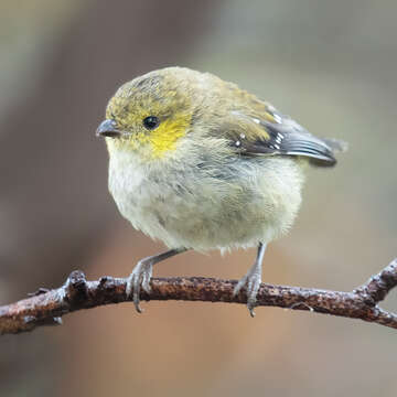 Imagem de Pardalotus quadragintus Gould 1838