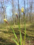 Image of Carex pilosa Scop.