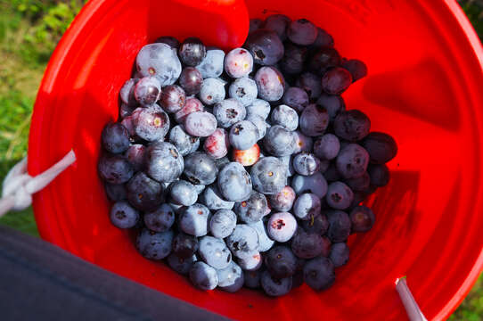 Image of Vaccinium sect. Cyanococcus