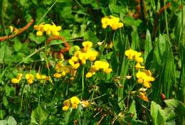 Image of Common Bird's-foot-trefoil