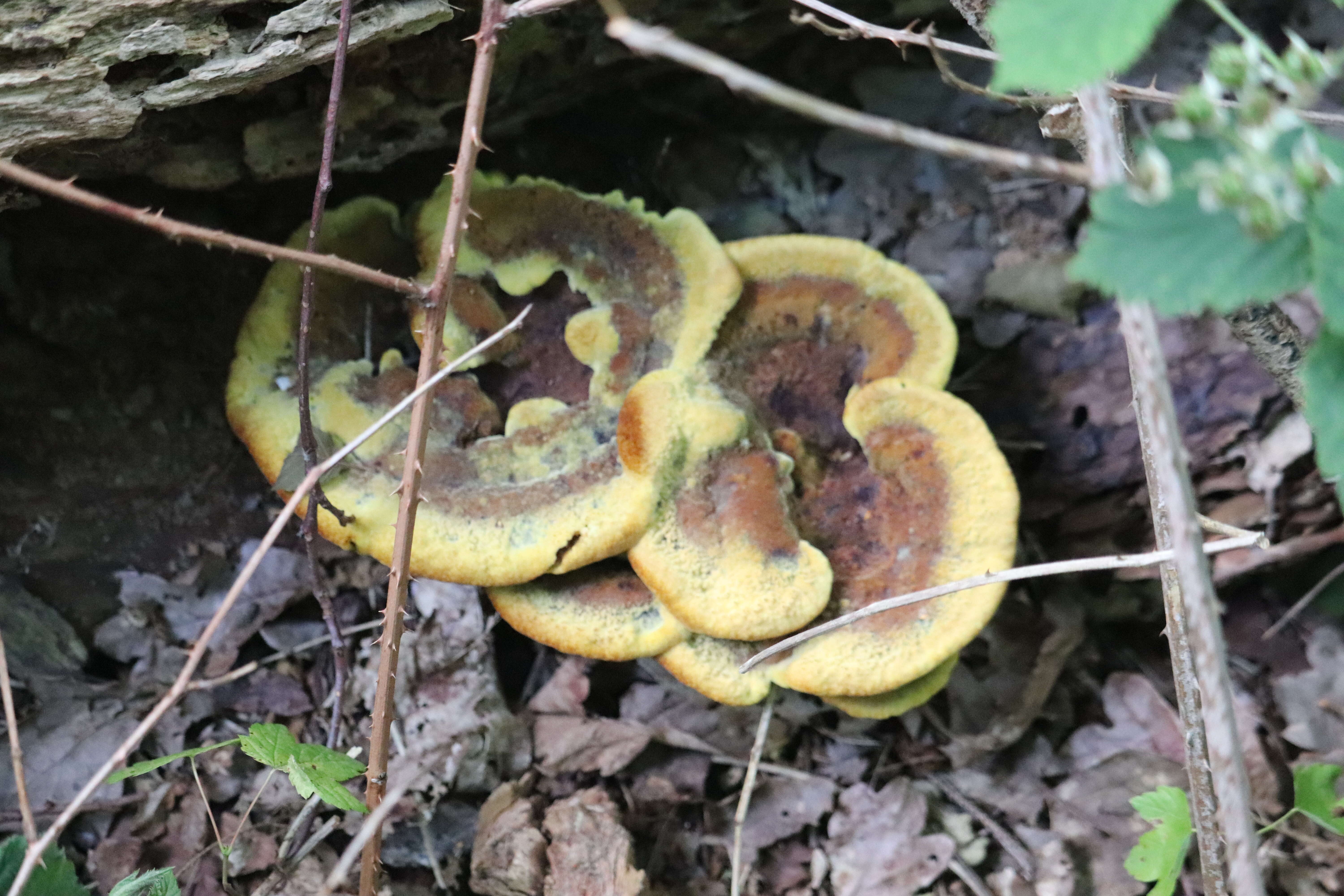 Image of dyer's polypore