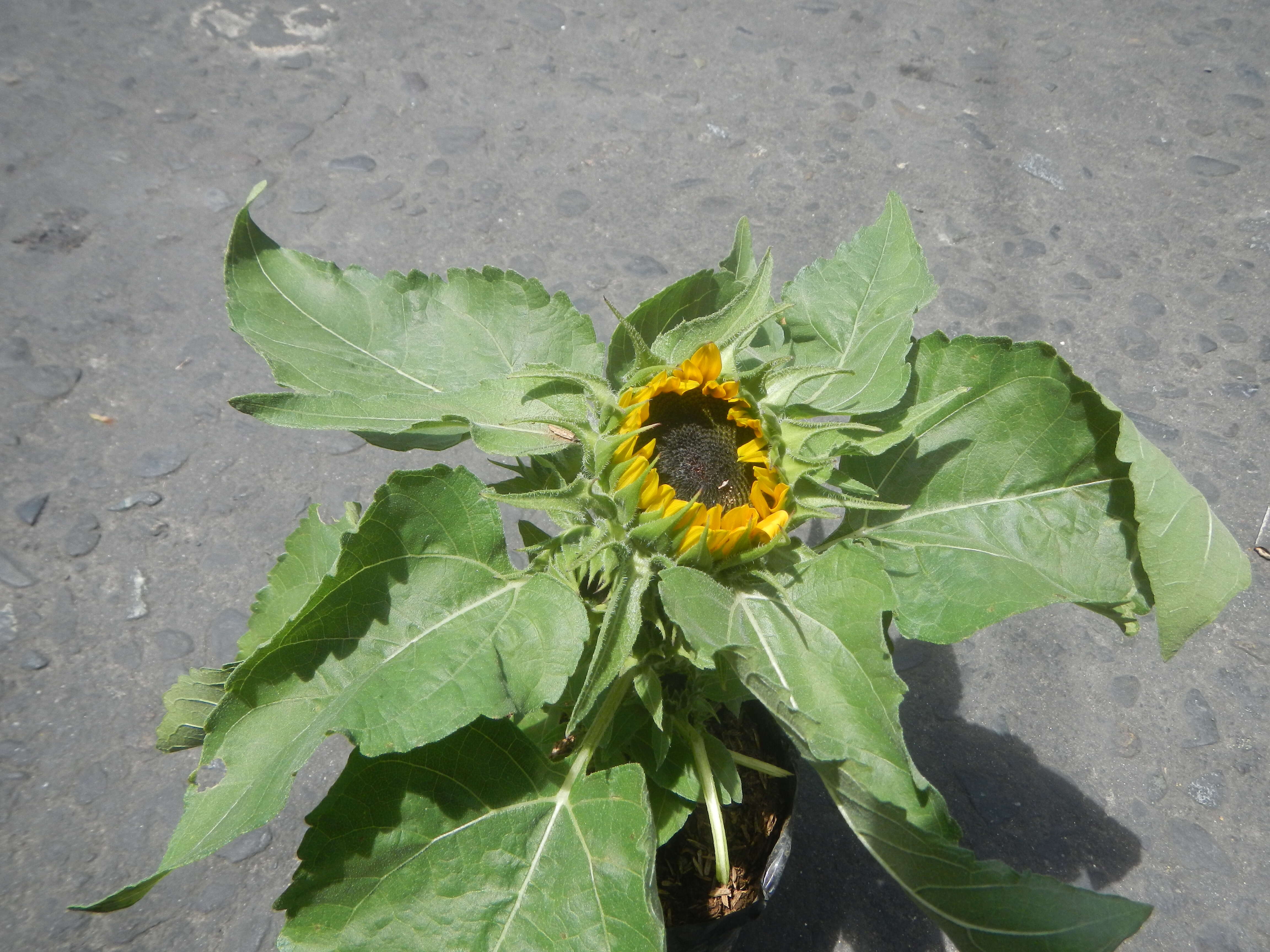 Image of common sunflower