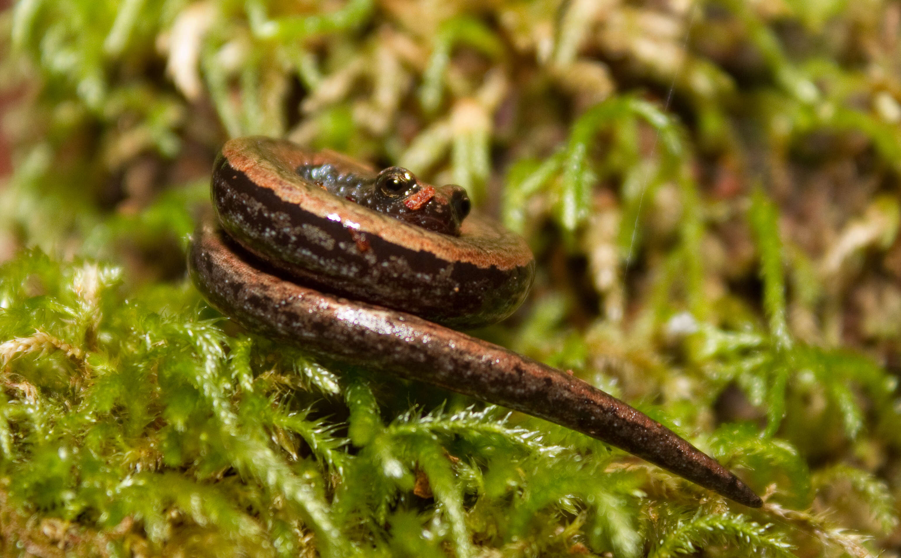 Image of California Slender Salamander