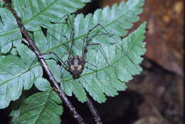 Image of Cosmetidae
