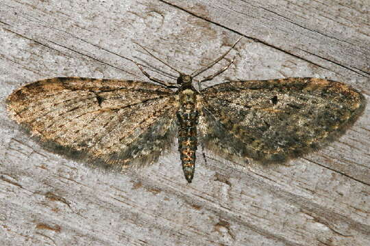 Image of Eupithecia olivacea Taylor 1906