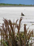 Image of bushy bluestem