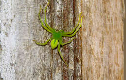 Image of Green Huntsman