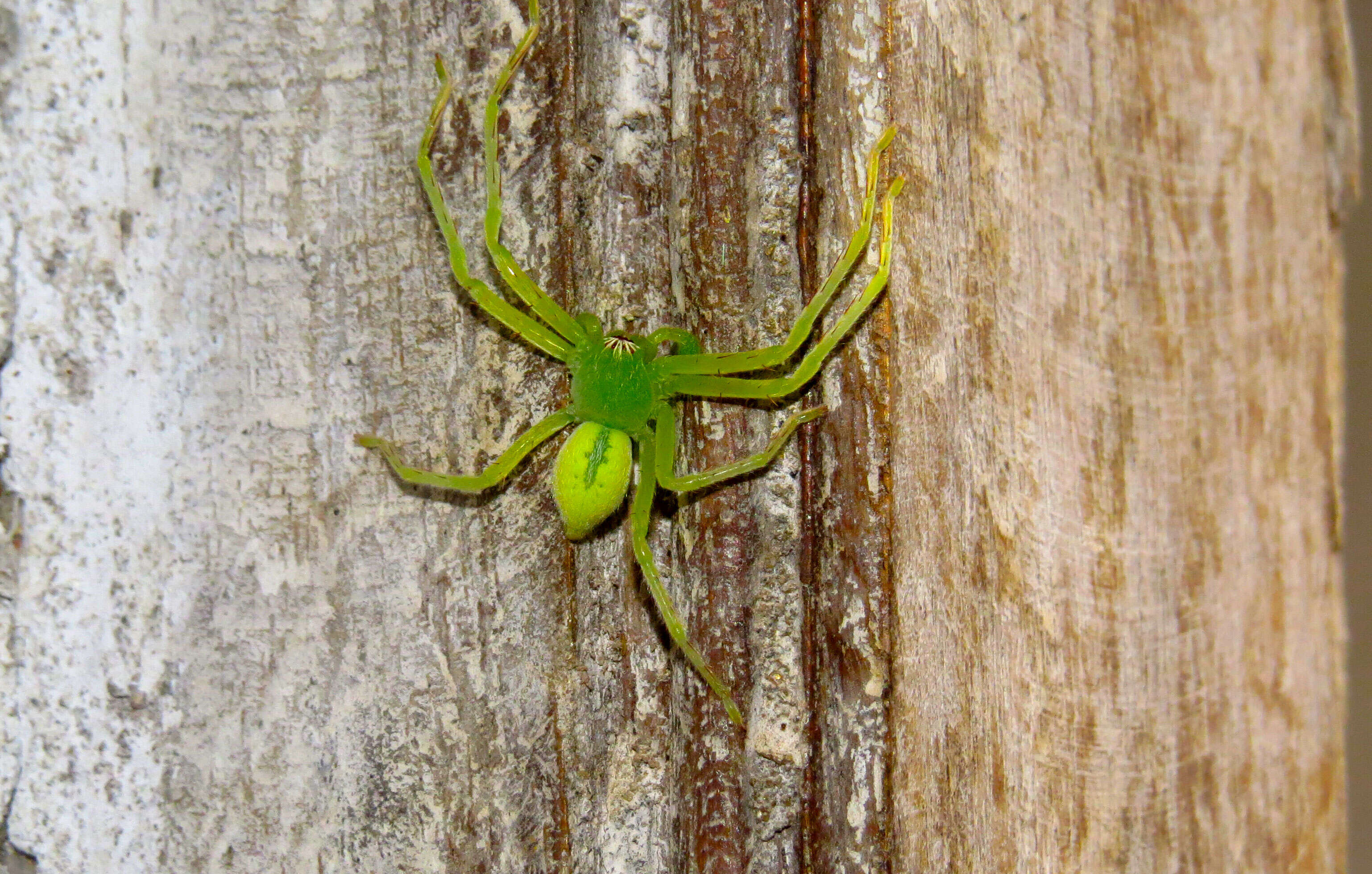 Image of Green Huntsman