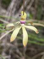 Image of Caladenia testacea R. Br.