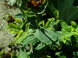 Image of mountain St. John's Wort