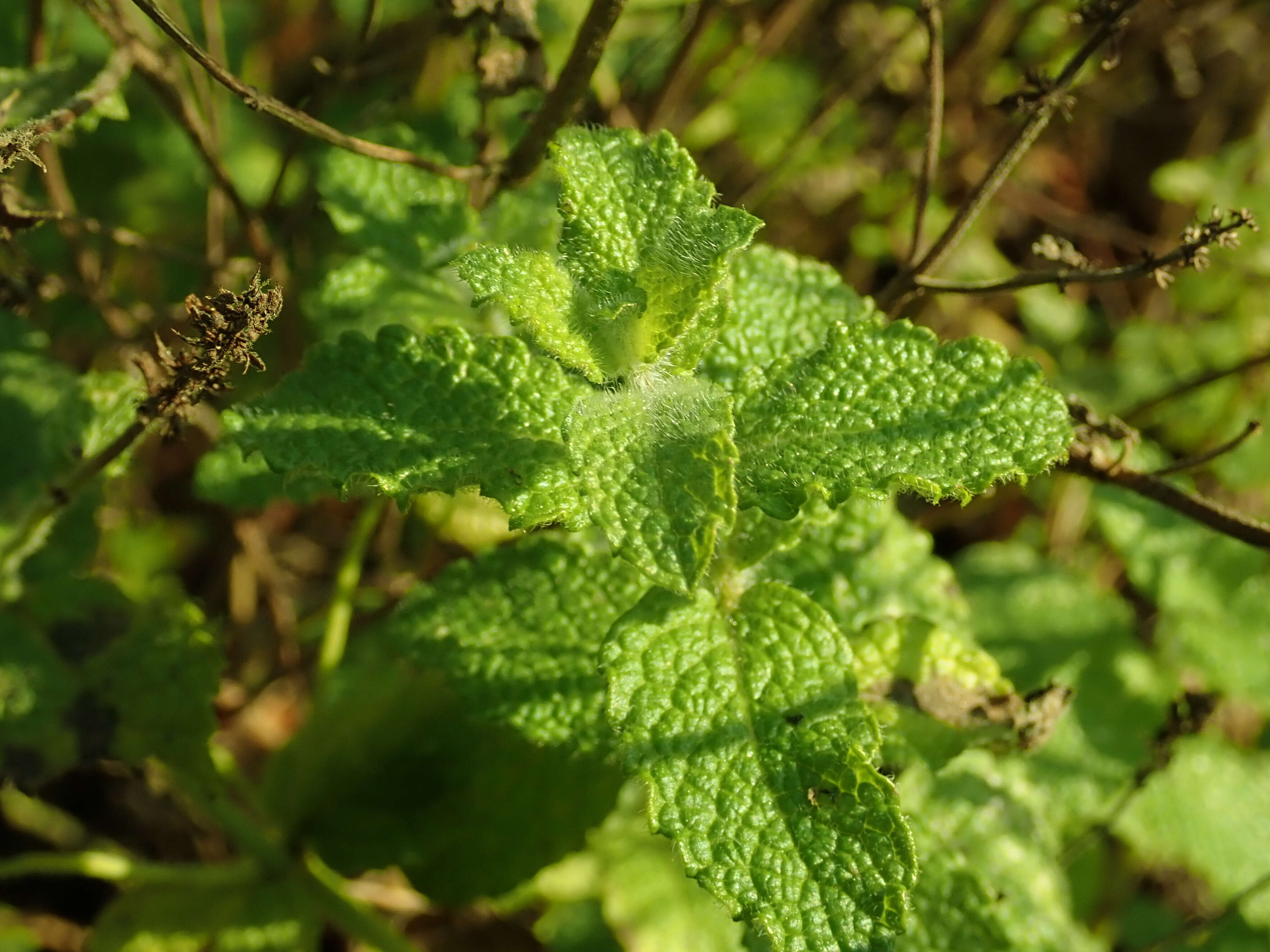 Image of Apple Mint