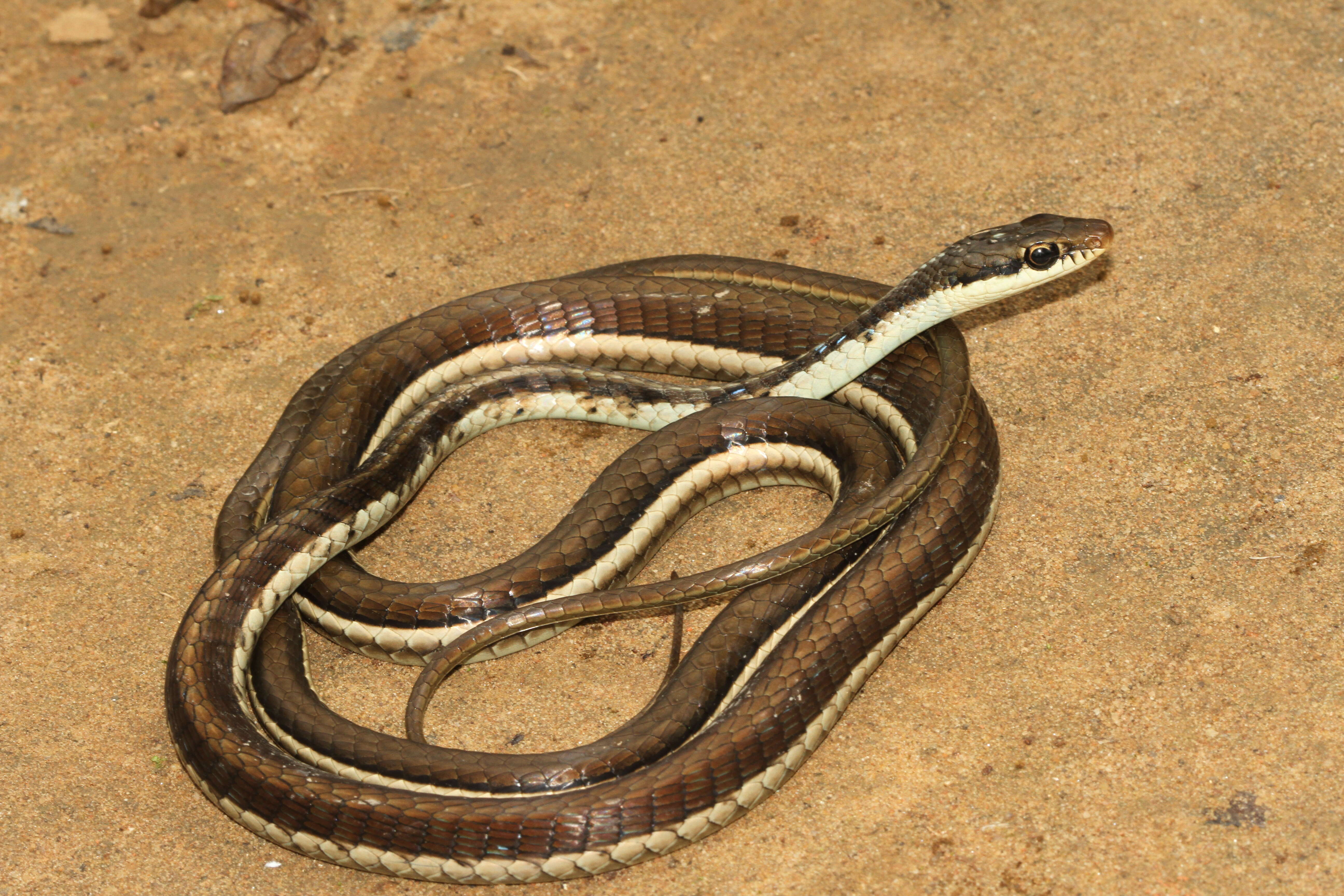 Sivun Dendrelaphis tristis (Daudin 1803) kuva