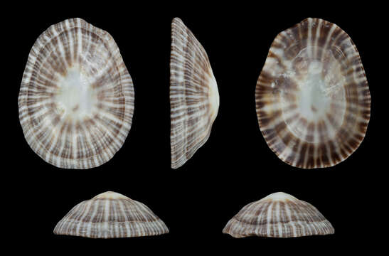 Image of striped false limpet