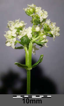 Imagem de Galium boreale L.