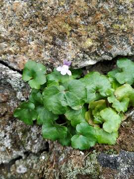 Image of Ivy-leaved Toadflax