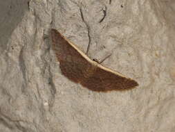 Image of Idaea costaria Walker 1863